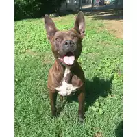 Foto dell\'animale cane - Matr. 2020/1337 - Microchip 380260002757424