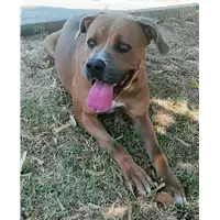 Foto dell\'animale cane - Matr. 2021/1130 - Microchip 380260044440697