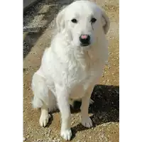 Foto dell\'animale cane - Matr. 2019/2188 - Microchip 380260101368937