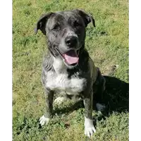 Foto dell\'animale cane - Matr. 2021/0280 - Microchip 380260044541377