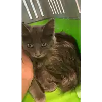 Foto dell\'animale gatto - Matr. 2021/1134 - Microchip 380260044440105