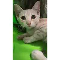 Foto dell\'animale gatto - Matr. 2021/1135 - Microchip 380260044440579