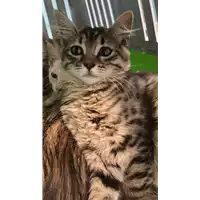 Foto dell\'animale gatto - Matr. 2021/1136 - Microchip 380260044440338