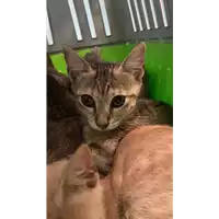 Foto dell\'animale gatto - Matr. 2021/1137 - Microchip 380260044437347