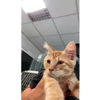 Foto dell\'animale gatto - Matr. 2021/1138 - Microchip 380260044437054