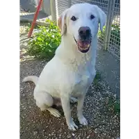 cane - Matr. 2010/1206 - Microchip 380260000138268