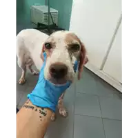 Foto dell\'animale cane - Matr. 2021/1143 - Microchip 380260100403011