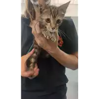 Foto dell\'animale gatto - Matr. 2021/1144 - Microchip 380260044440140