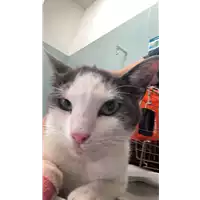 Foto dell\'animale gatto - Matr. 2021/1145 - Microchip 380260044437179