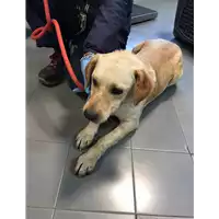 Foto dell\'animale cane - Matr. 2020/0231 - Microchip 380260043535172