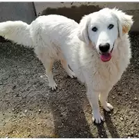 Foto dell\'animale cane - Matr. 2021/1150 - Microchip 380260044476447