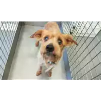 Foto dell\'animale cane - Matr. 2012/0619 - Microchip 380260000292129