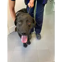 Foto dell\'animale cane - Matr. 2021/1153 - Microchip 380260101554285