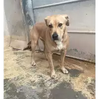 Foto dell\'animale cane - Matr. 2021/1154 - Microchip 380260044476722