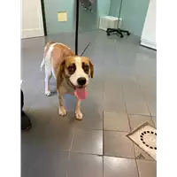 cane - Matr. 2021/1155 - Microchip 380260044476551