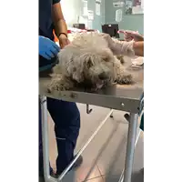 Foto dell\'animale cane - Matr. 2021/1156 - Microchip 380260044449317