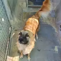 Foto dell\'animale cane - Matr. 2021/1165 - Microchip 380260044476520