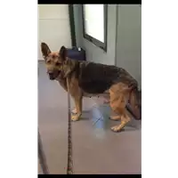 Foto dell\'animale cane - Matr. 2017/0693 - Microchip 380260042881292