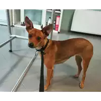 Foto dell\'animale cane - Matr. 2021/0640 - Microchip 380260101674084