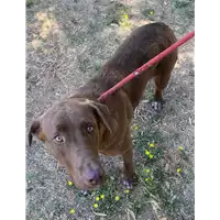 Foto dell\'animale cane - Matr. 2021/1170 - Microchip 380260101843078