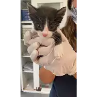 Foto dell\'animale gatto - Matr. 2021/1171 - Microchip 380260044476421