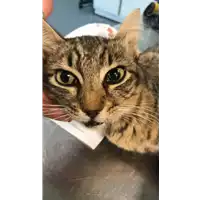 Foto dell\'animale gatto - Matr. 2021/1172 - Microchip 380260044449122