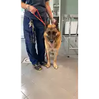 Foto dell\'animale cane - Matr. 2021/1173 - Microchip 380260040902128