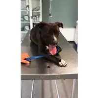 Foto dell\'animale cane - Matr. 2021/1177 - Microchip 380260004226612