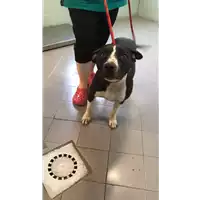 Foto dell\'animale cane - Matr. 2021/0934 - Microchip 380260042268629