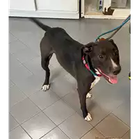 Foto dell\'animale cane - Matr. 2021/1180 - Microchip 380260101450459