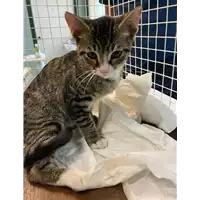 Foto dell\'animale gatto - Matr. 2021/1191 - Microchip 380260044476616