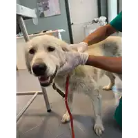 Foto dell\'animale cane - Matr. 2021/1193 - Microchip 380260044476424