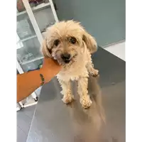 Foto dell\'animale cane - Matr. 2021/1194 - Microchip 380260000197786