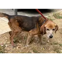 Foto dell\'animale cane - Matr. 2021/1195 - Microchip 380260000157584