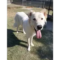 Foto dell\'animale cane - Matr. 2021/1198 - Microchip 380260044476174