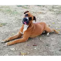 Foto dell\'animale cane - Matr. 2021/1199 - Microchip 380260044476534