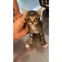 Foto dell\'animale gatto - Matr. 2021/1201 - Microchip 380260044477097