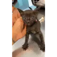 Foto dell\'animale gatto - Matr. 2021/1202 - Microchip 380260044476445