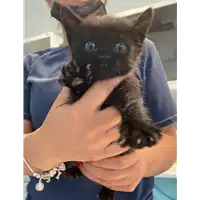 Foto dell\'animale gatto - Matr. 2021/1205 - Microchip 380260044476598