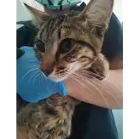 Foto dell\'animale gatto - Matr. 2021/1206 - Microchip 380260044476946