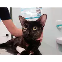 Foto dell\'animale gatto - Matr. 2021/1208 - Microchip 380260044437388