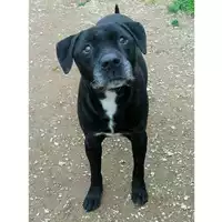 Foto dell\'animale cane - Matr. 2021/1211 - Microchip 250268500281552