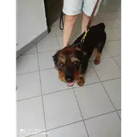 Foto dell\'animale cane - Matr. 2021/1212 - Microchip 380260043736846