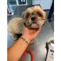 Foto dell\'animale cane - Matr. 2021/1213 - Microchip 380260100666384