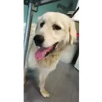 Foto dell\'animale cane - Matr. 2021/1217 - Microchip 380260044476877