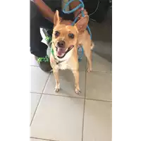 Foto dell\'animale cane - Matr. 2021/1219 - Microchip 380260044476677
