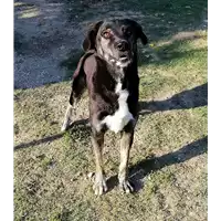 Foto dell\'animale cane - Matr. 2017/0699 - Microchip 380260043150030