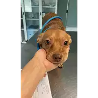 Foto dell\'animale cane - Matr. 2021/1227 - Microchip 380260044476339