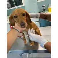 Foto dell\'animale cane - Matr. 2021/1229 - Microchip 380260044476835