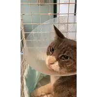 Foto dell\'animale gatto - Matr. 2021/1232 - Microchip 380260044437201